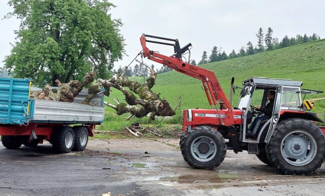 Die Deko-Bäume werden auf den Wagen verladen und auf den Festplatz gebracht.